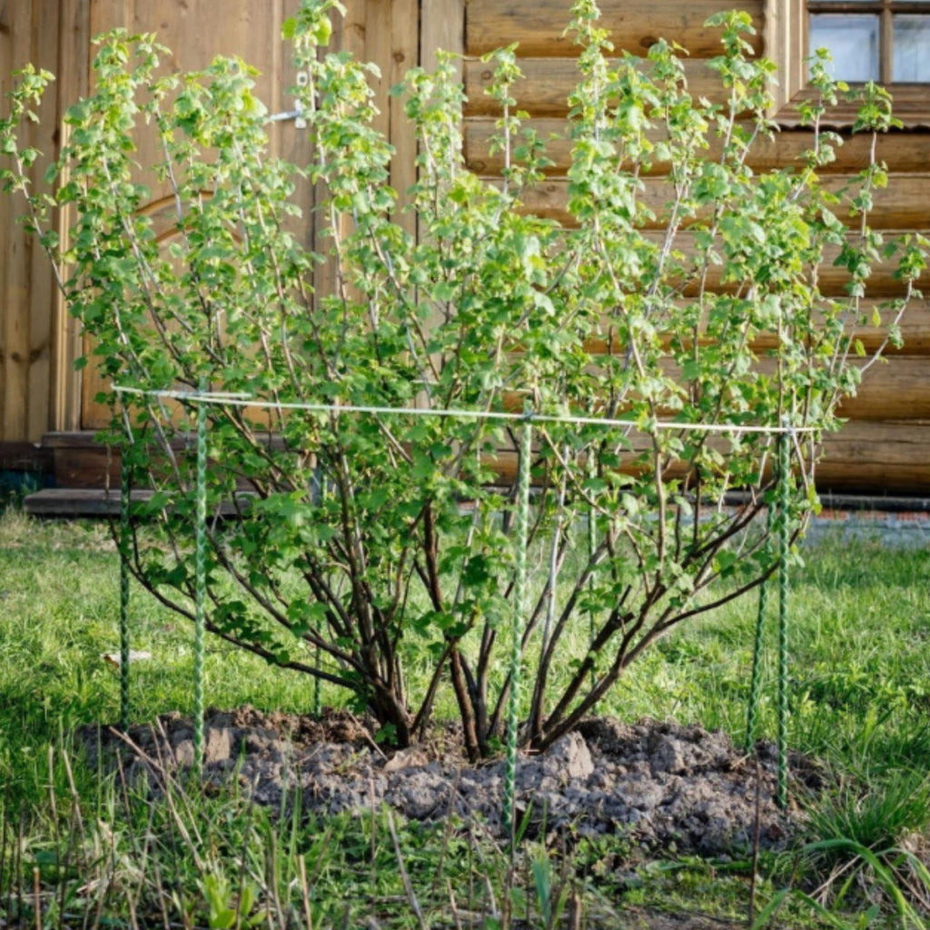 5 Ft Fiberglass Eco Friendly Garden Stakes 20 Pack (Height/Quantity Options) – Durable, Lightweight, Tomato, Tree, Strawberry, Plant, Support Fencing Stakes with Patterned Surface, Green (20, 5 Ft)
